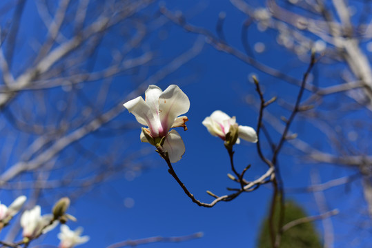 玉兰花