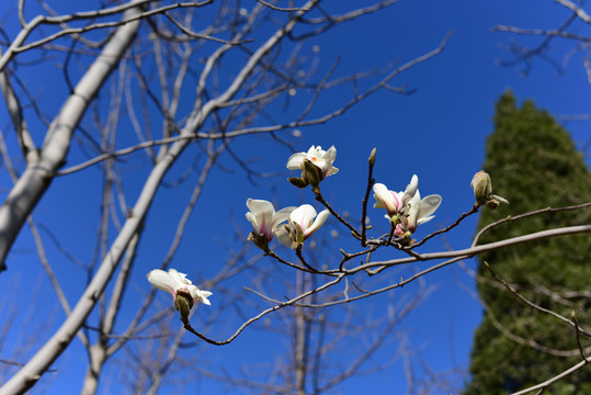 蓝天下的桃花