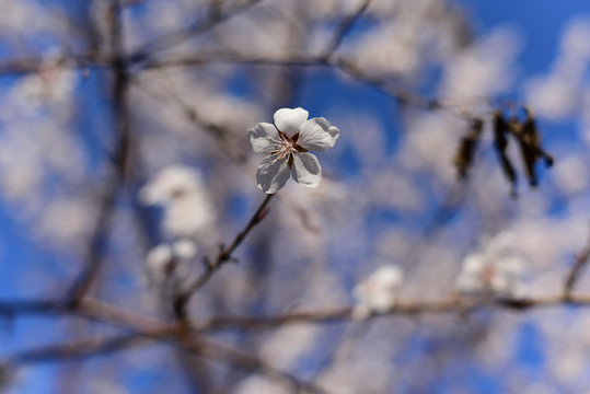 桃花