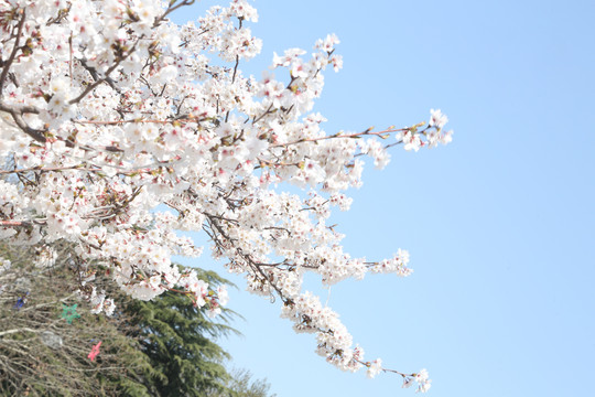 三月樱花开满树潍坊人民广场