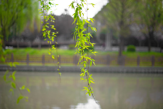 河边垂柳