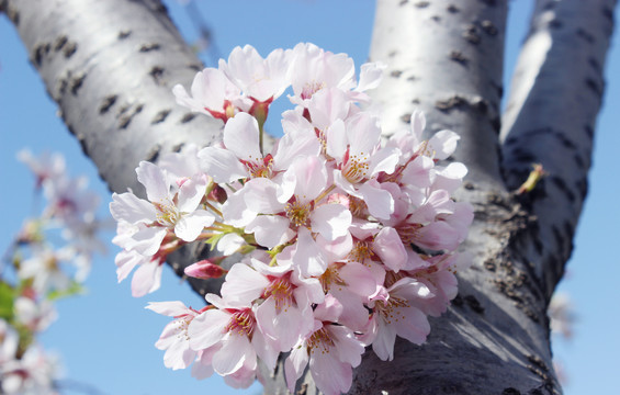 樱花