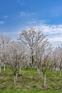 樱花树林