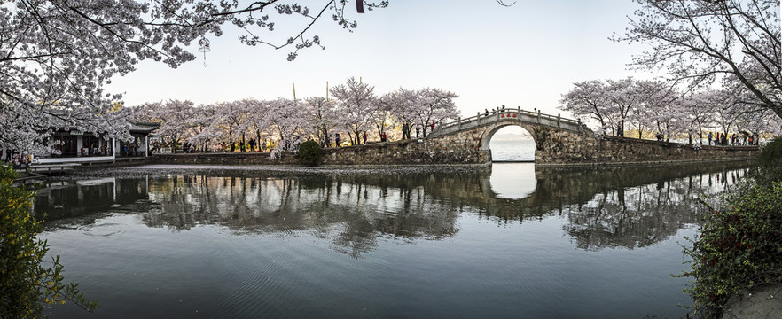 无锡鼋头渚长春桥赏樱花全景图