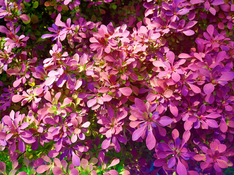 紫叶背景紫叶小檗