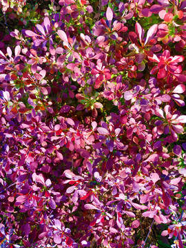 紫叶背景紫叶小檗
