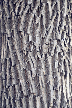 树木底纹