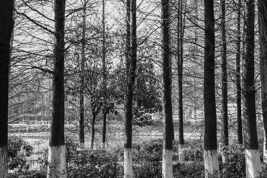 黑白森林树木