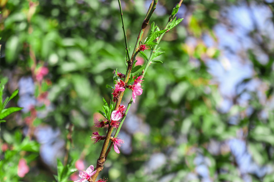 樱花