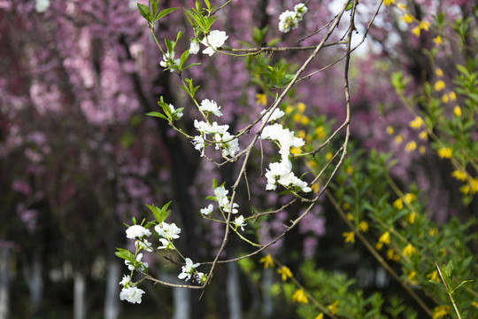 碧桃花开