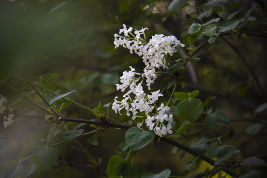 丁香花