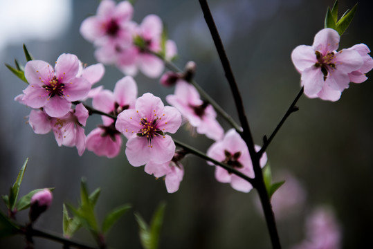 桃花