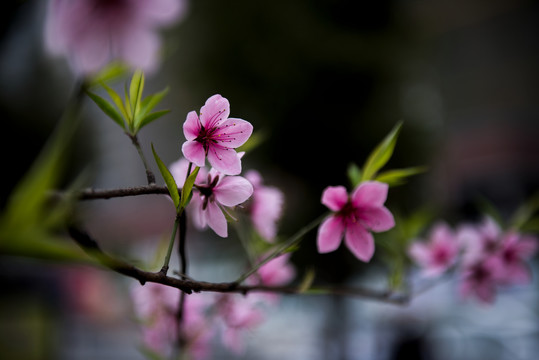 桃花