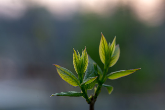 春天的嫩芽