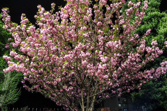 夜幕樱花树