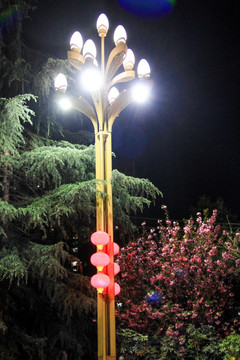 夜晚路灯下的樱花树