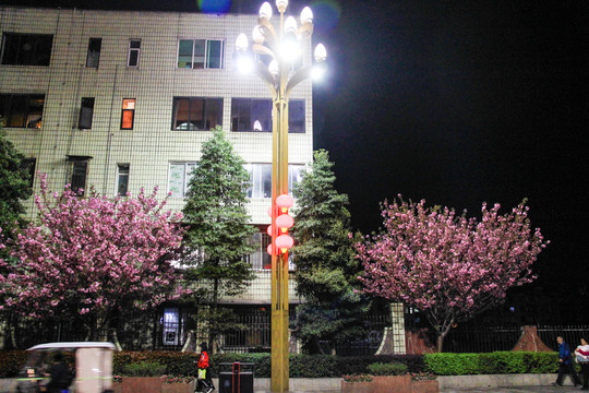 夜晚路灯下的樱花树