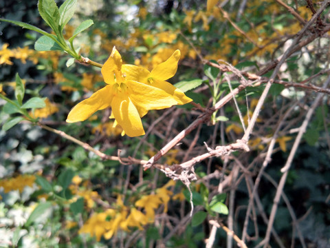 迎春花黄色的花