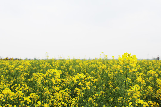 油菜花