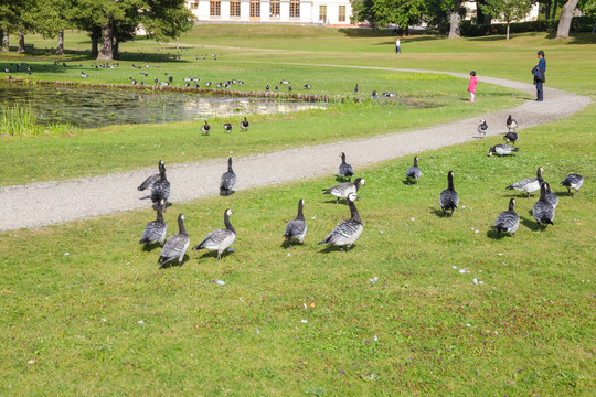 瑞典皇家花园草坪大雁