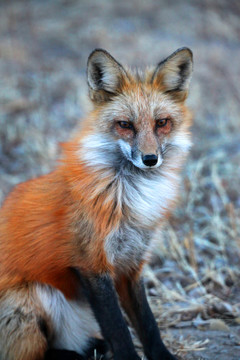 红狐狸