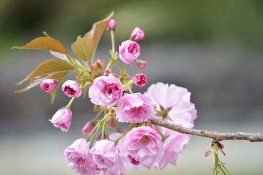 樱花