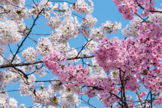 樱花