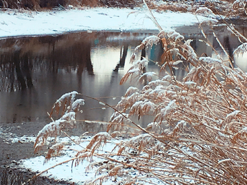 春雪芦苇小河边
