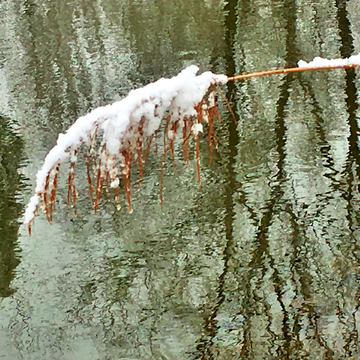 春雪芦苇小河边