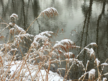 春雪芦苇小河边