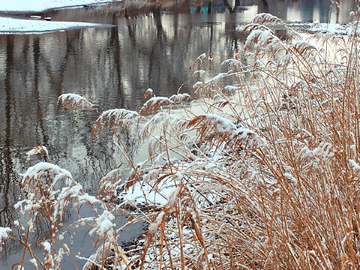 春雪芦苇小河边