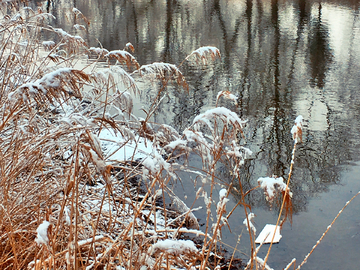 春雪芦苇小河边