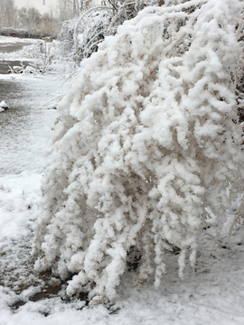 春雪