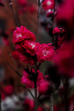梅花