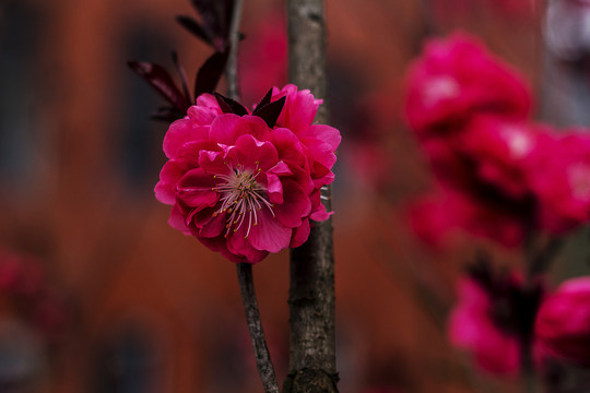 梅花