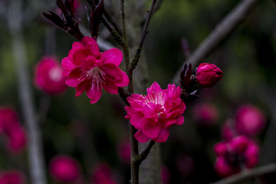 梅花