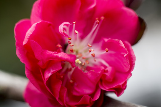 梅花花瓣