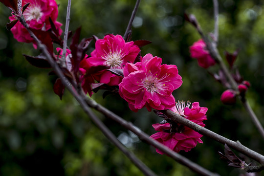 梅花