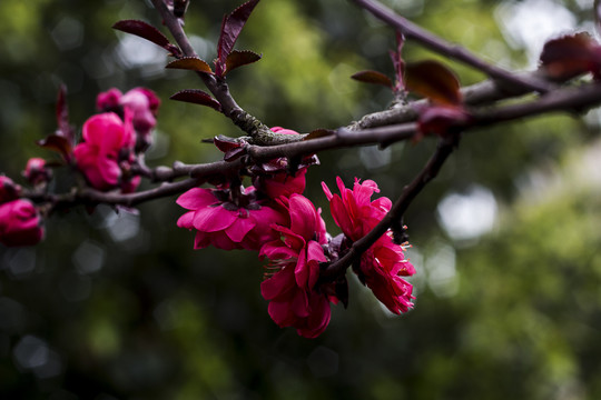 梅花