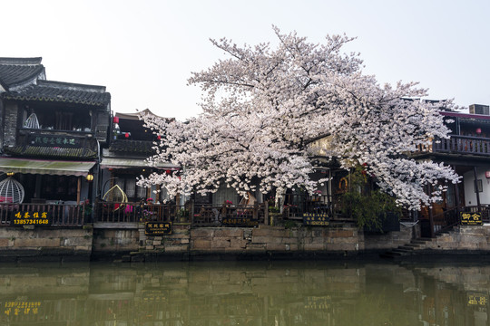 西塘古镇樱花树盛开