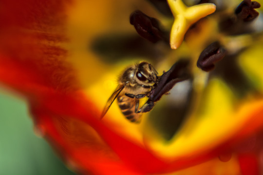 郁金香花蕊中的蜜蜂