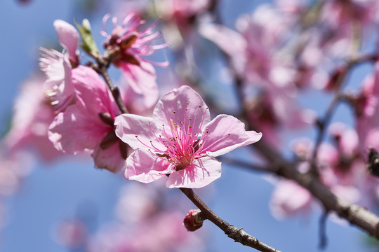 桃花