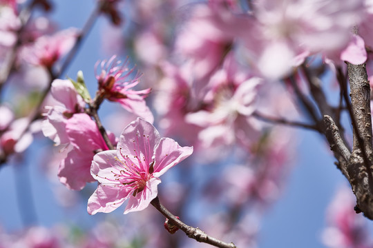 桃花