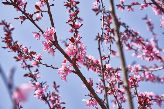 桃花