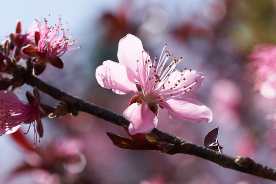 桃花