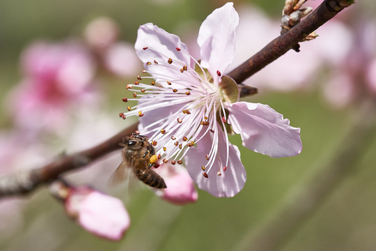 蜜蜂采蜜