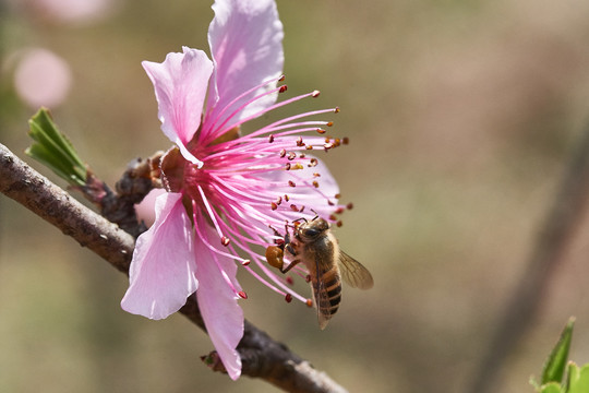 蜜蜂采蜜