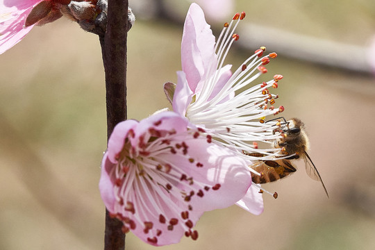 蜜蜂采蜜