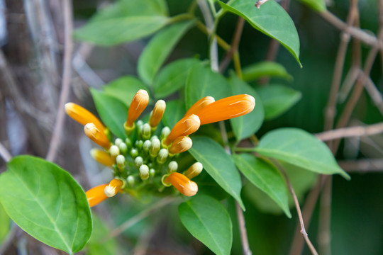 炮仗花