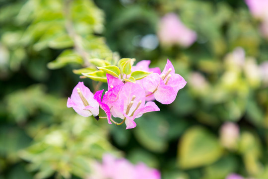 粉色三角梅